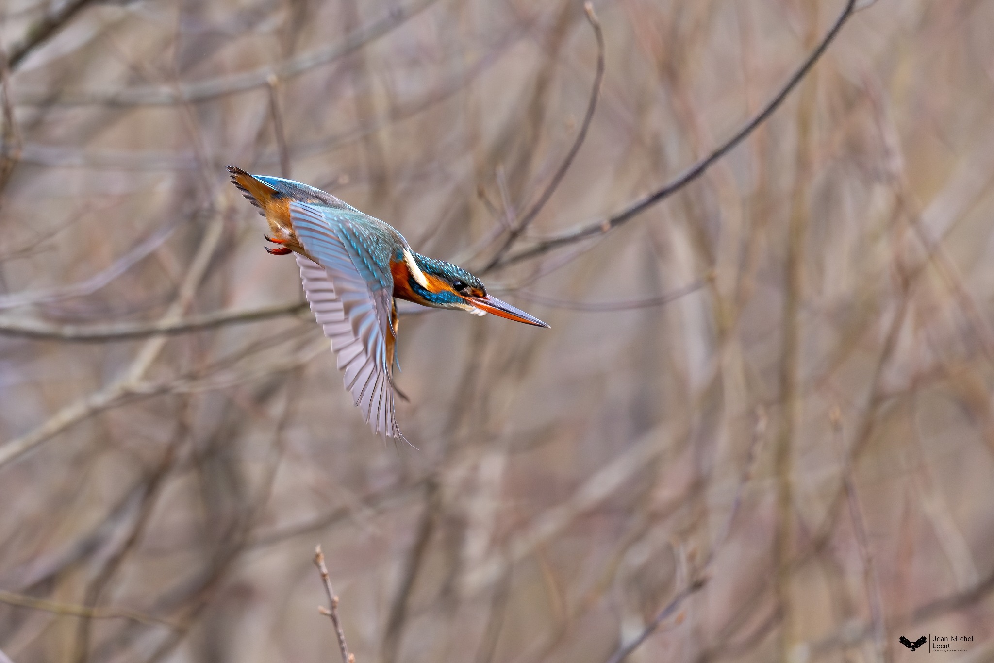 Martin-pêcheur photographié par Jean-Michel Lecat