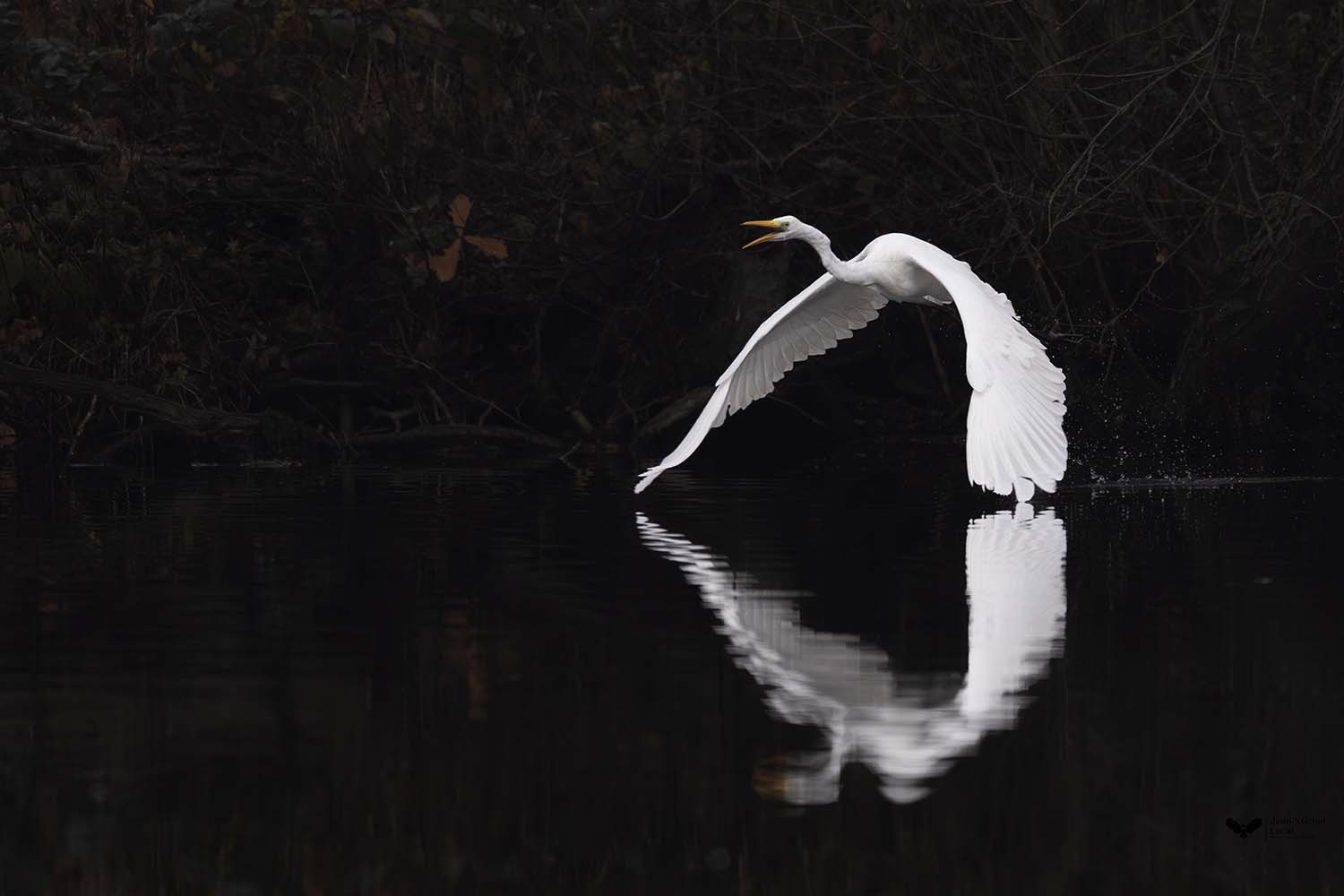Grande aigrette photographiée par Jean-Michel Lecat