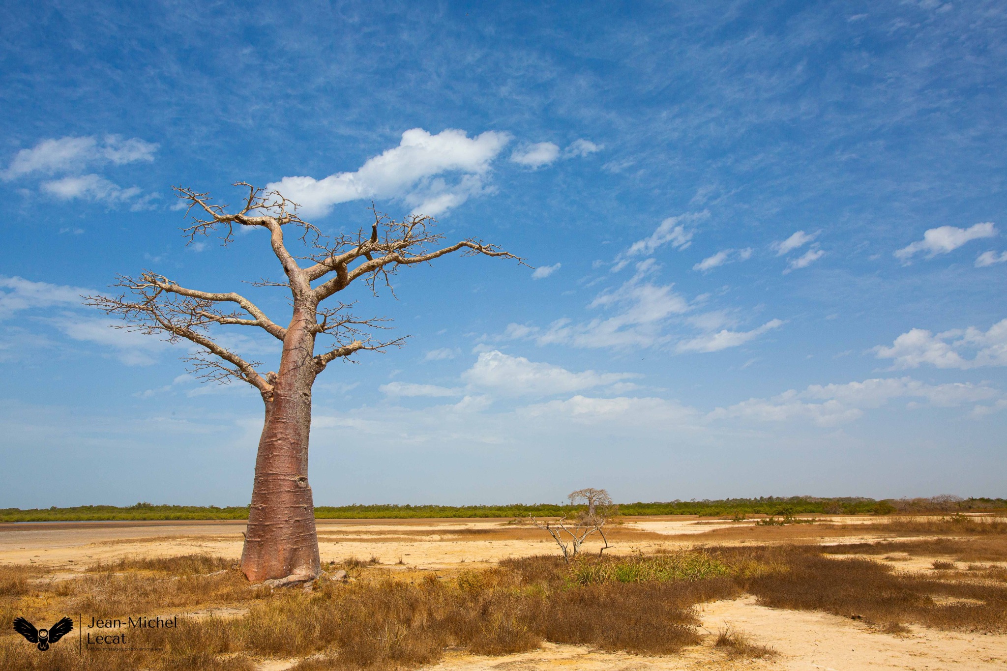 Baobab au Sénégal